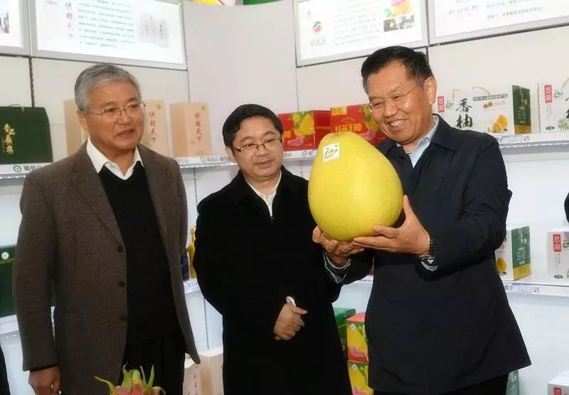 一只果，一座城！品尝龙安柚，爱上金广安