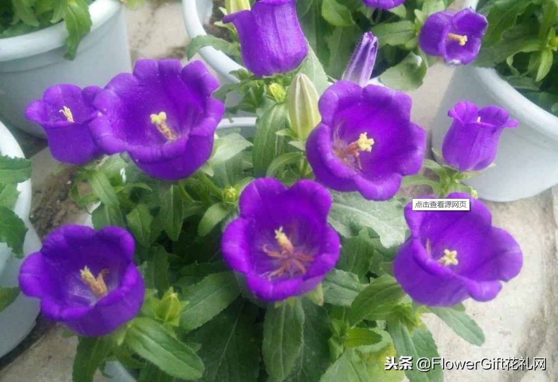 开花风铃草,开花植物金铃铛