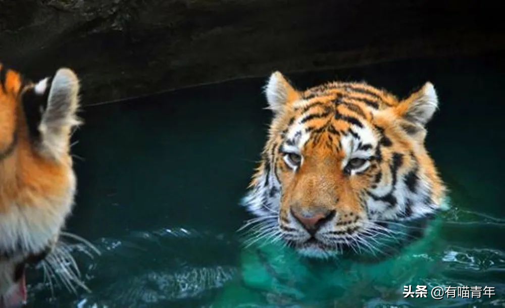 12个动物啪啪啪知识，最后一个想笑死谁？