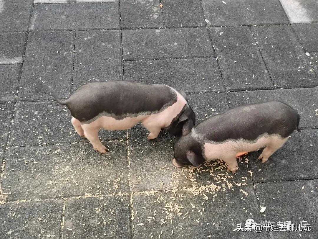 北京五环内新开萌宠乐园，除了喂动物，还能玩大滑梯、免费享帐篷