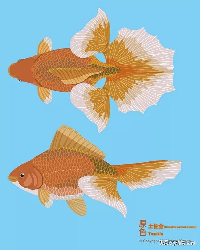 金鱼品种和金鱼图片,金鱼大体型的品种