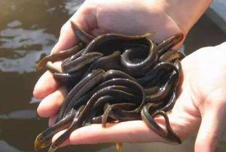 台湾泥鳅养殖方法及饲料配方,有机沼液泥鳅养殖技术
