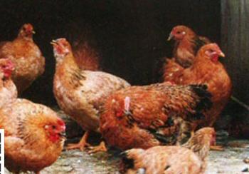 养殖场支原体怎么才能彻底根除,支原体防治原则