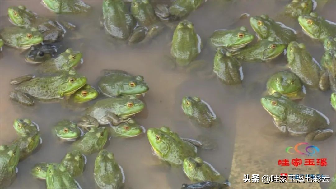 牛蛙养殖生财有道,大龙潭牛蛙养殖前景