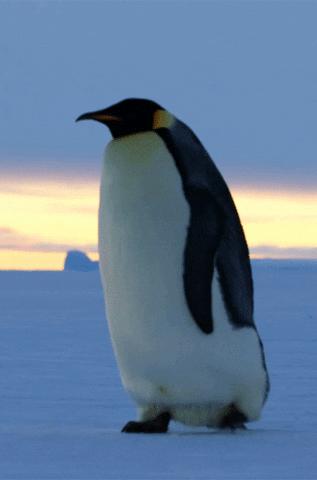 12个动物啪啪啪知识，最后一个想笑死谁？