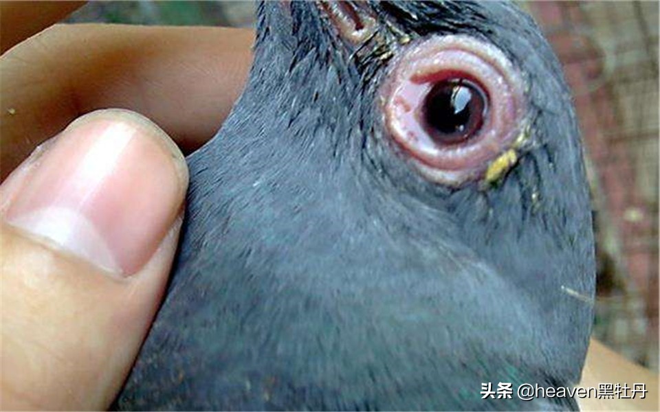 赛鸽什么情况下容易感染单眼伤风,幼鸽前期怎么预防单眼伤风