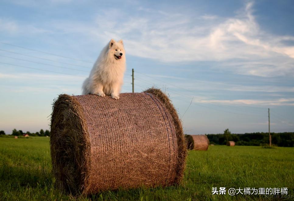 微笑天使萨摩耶好养吗,微笑天使萨摩耶大概多少钱一只