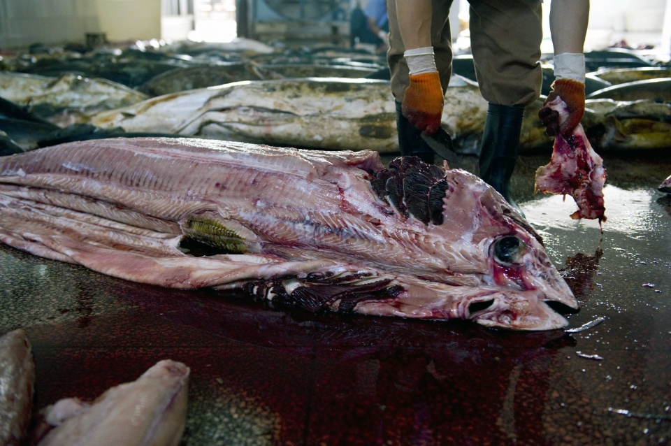 正宗的鱼翅汤,家庭自制鱼翅汤