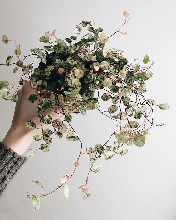 千叶吊兰夏季可以移栽吗,千叶吊兰可以种植在吸水石上吗