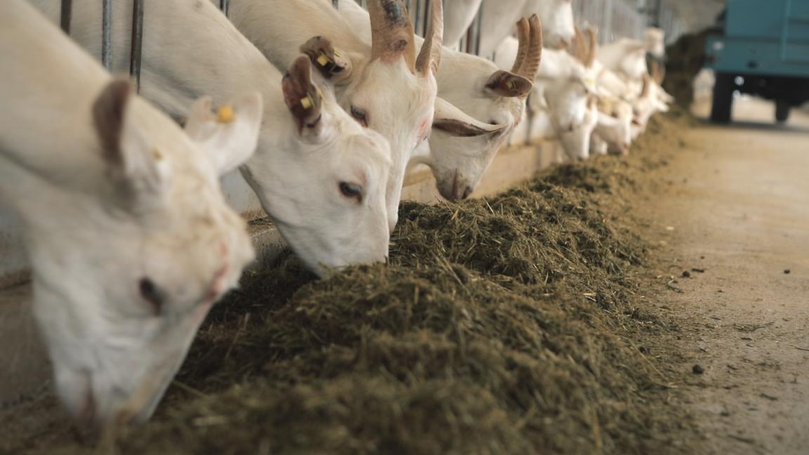 广西优贝优全团队走进欧铂佳牧场,探索国产好奶源