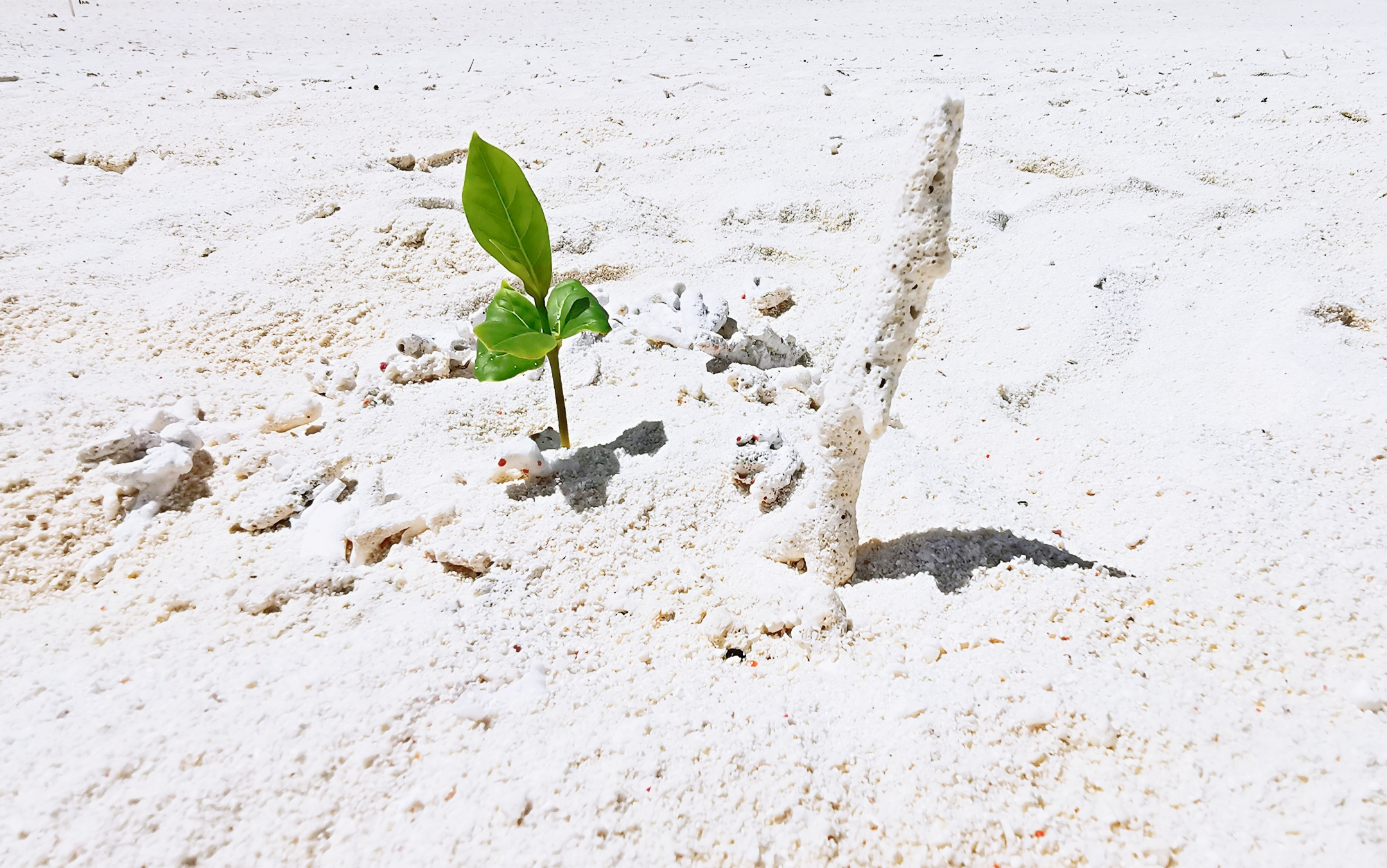 一半是海水一半是蓝天，这就是西沙群岛！我是登岛的第46066人