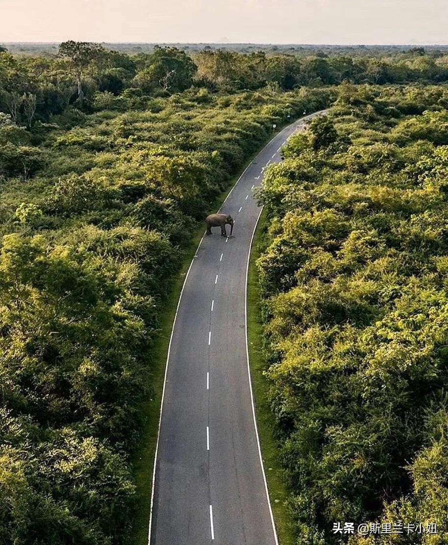 面对中国疫情，斯里兰卡这5大行业最可能受挫……