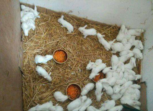 农村打工赚钱的方法有哪些,农村冷门行业月入过万