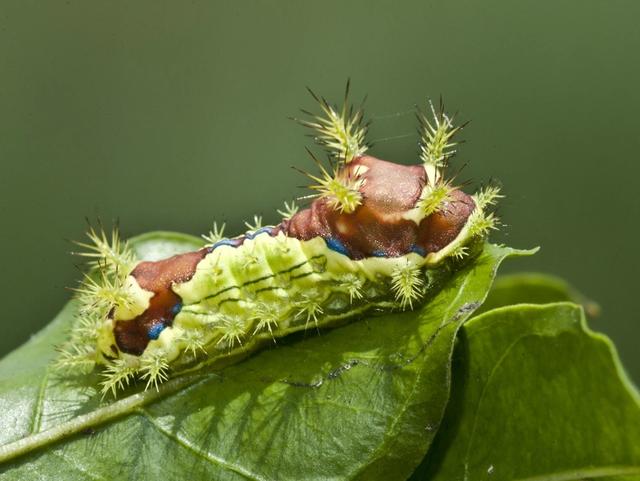 杨树如何防止虫害,杨树螨类虫害怎么治疗