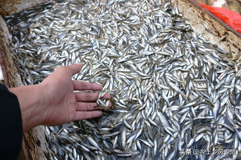 渔民放鱼苗,草鱼小杂鱼养殖