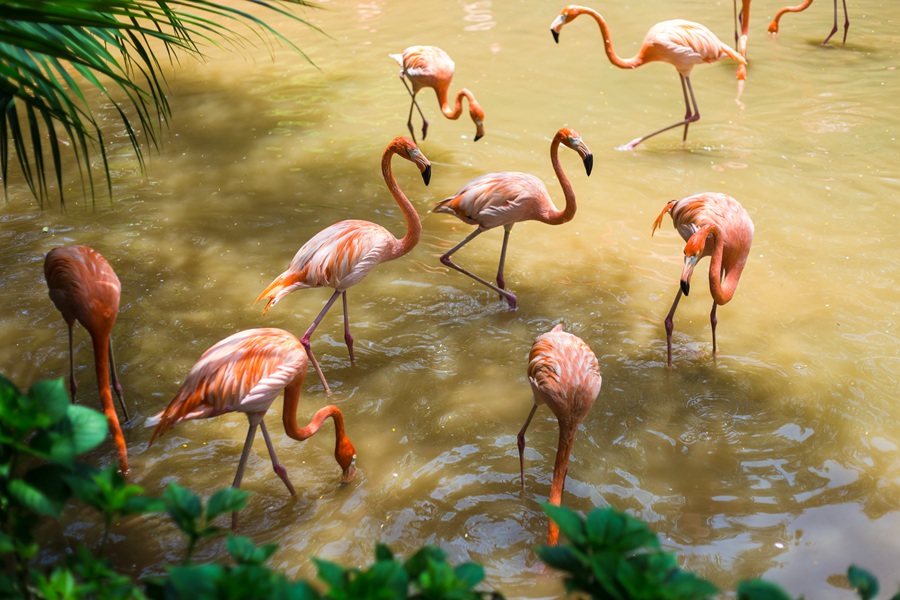 华侨城特价酒店,深圳华侨城酒店特惠