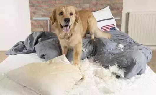 狗狗总是趁主人不在家拆家怎么办,主人不在家狗狗搞破坏是什么原因