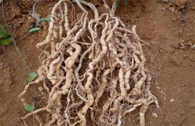 巴戟天生于山谷林下,巴戟天生长在哪些地区