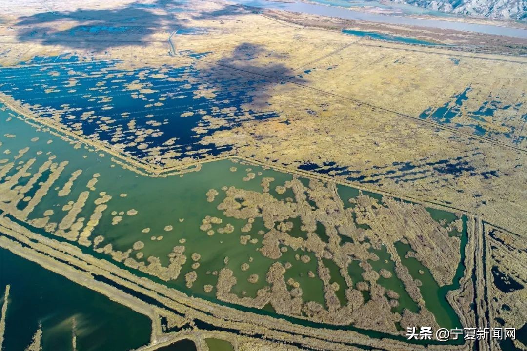 青铜峡鸟岛介绍,青铜峡鸟岛自然保护区能进吗