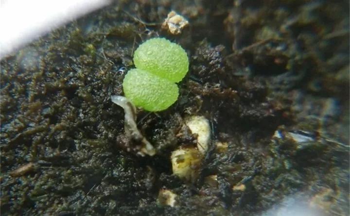 养花的虫害分类及防治,养花如何预防虫害视频教程