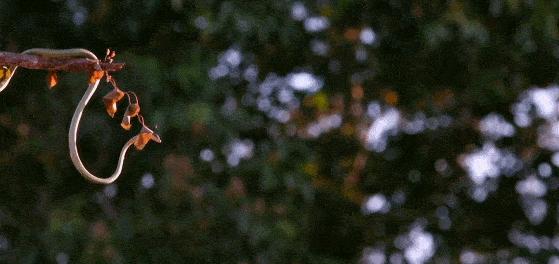 金花蛇飞行原理,没有翅膀也能飞中国科学家