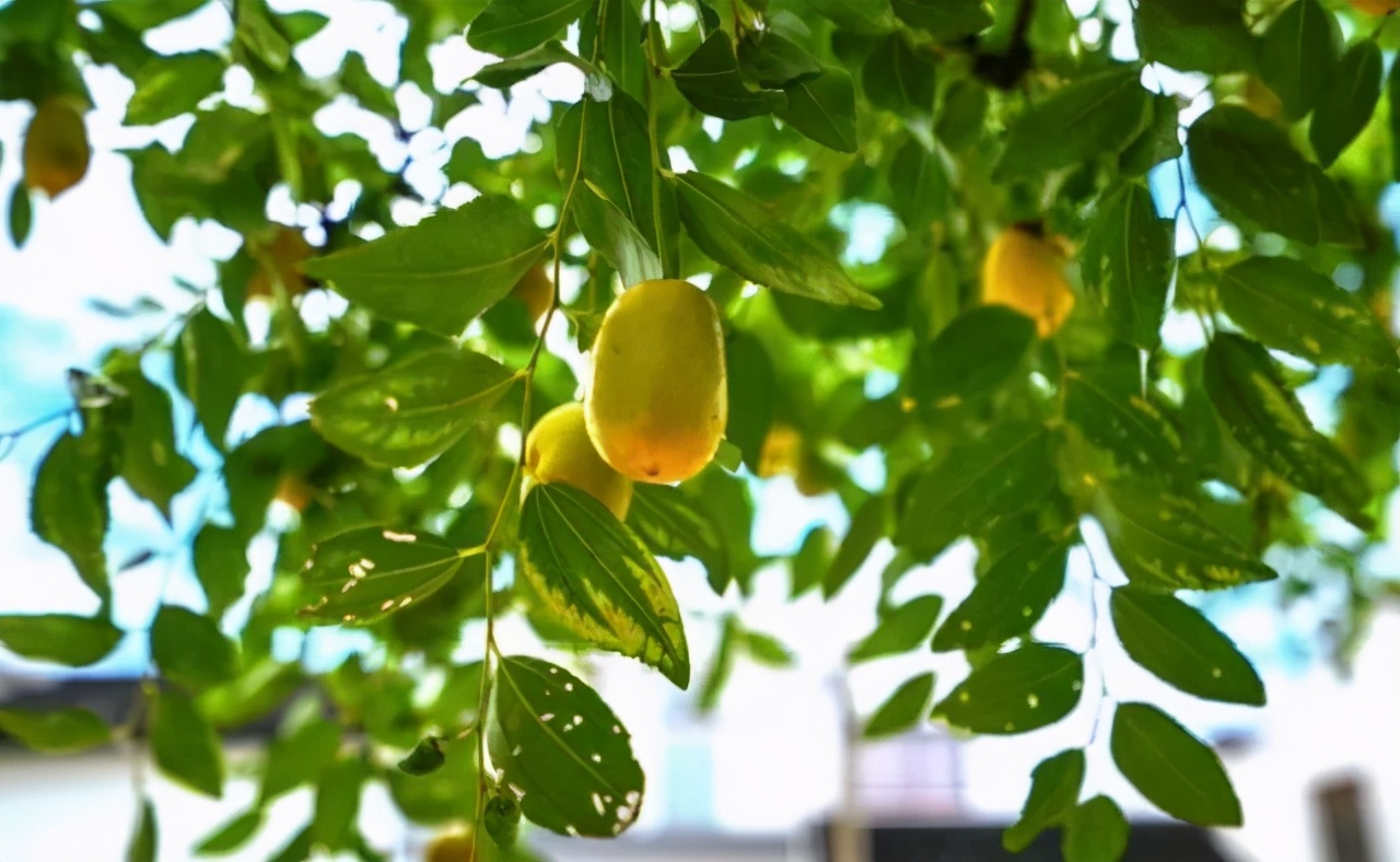 苏州西山十大知名农家乐有哪些,带你走一走苏州的太湖边农家乐