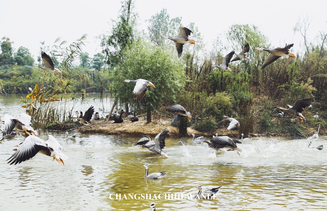 秋天的沙湖美不胜收,洋沙湖旅游