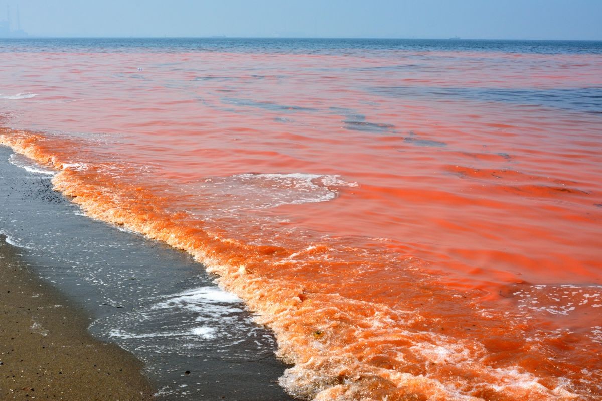 比眼镜蛇毒更厉害的动物,比眼镜蛇还毒20倍的海鲜