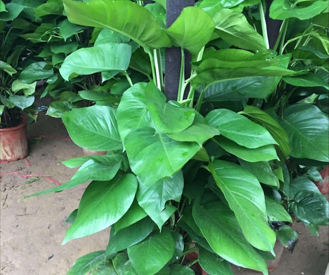 绿萝怎么养不怕黄叶,绿萝该怎么养不会有黄叶子