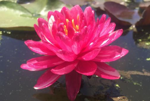 碗莲怎样种才开的花好看,新手种碗莲最简单方法