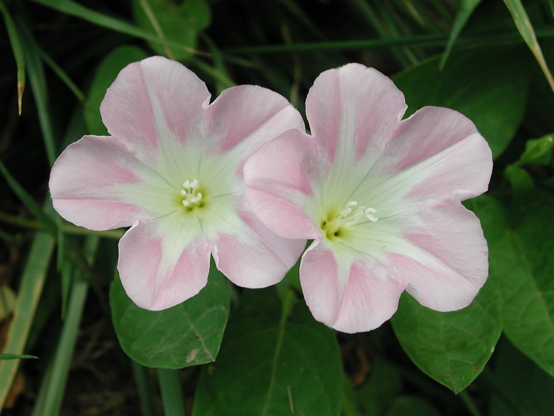 打不破的碗,打不破的碗叫什么名