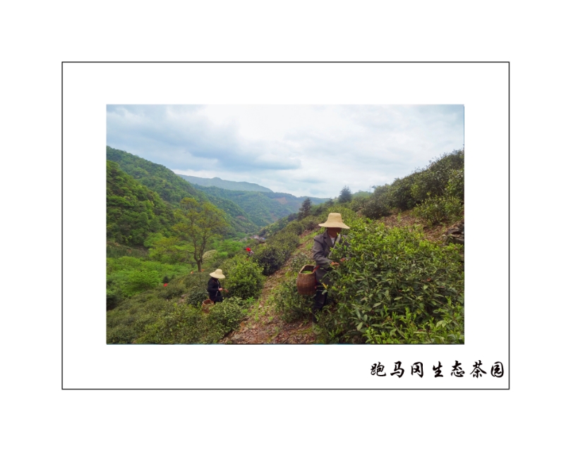 母亲河长江旅游,游黄河入海口的感受