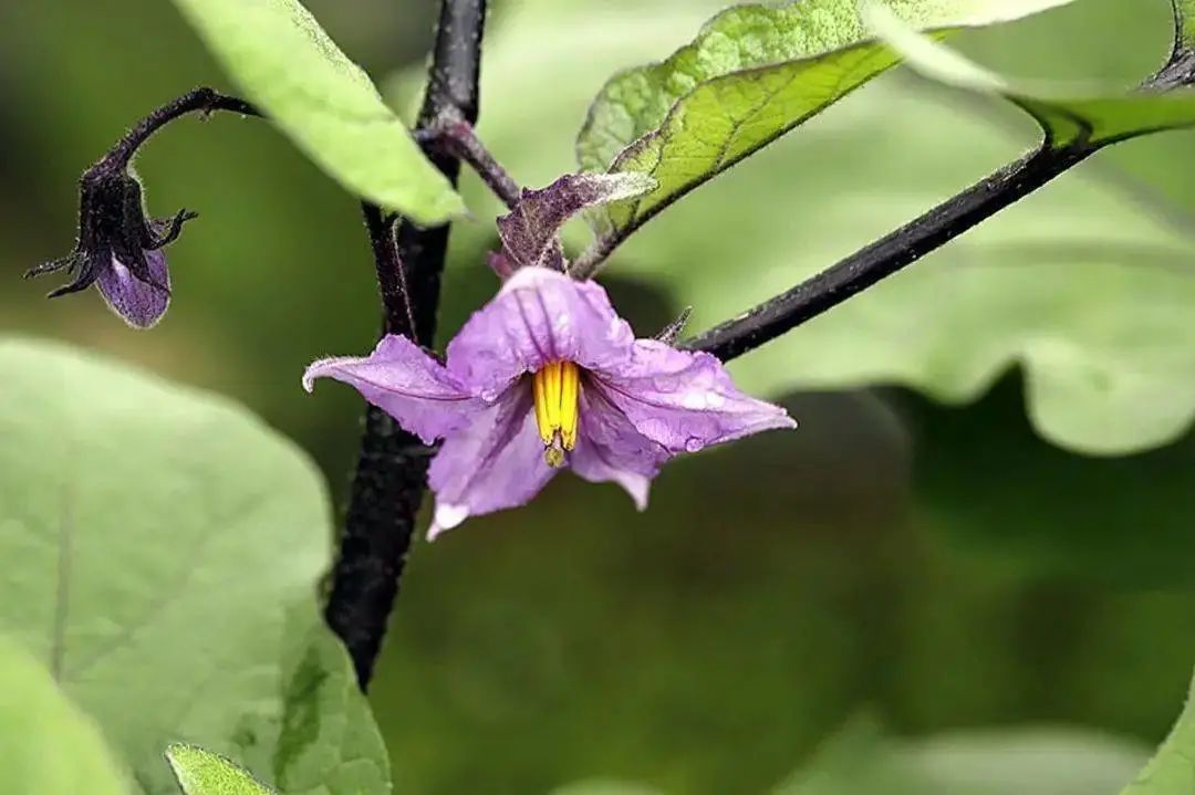 茄子虫害图片及症状,茄子虫害最佳治疗方法