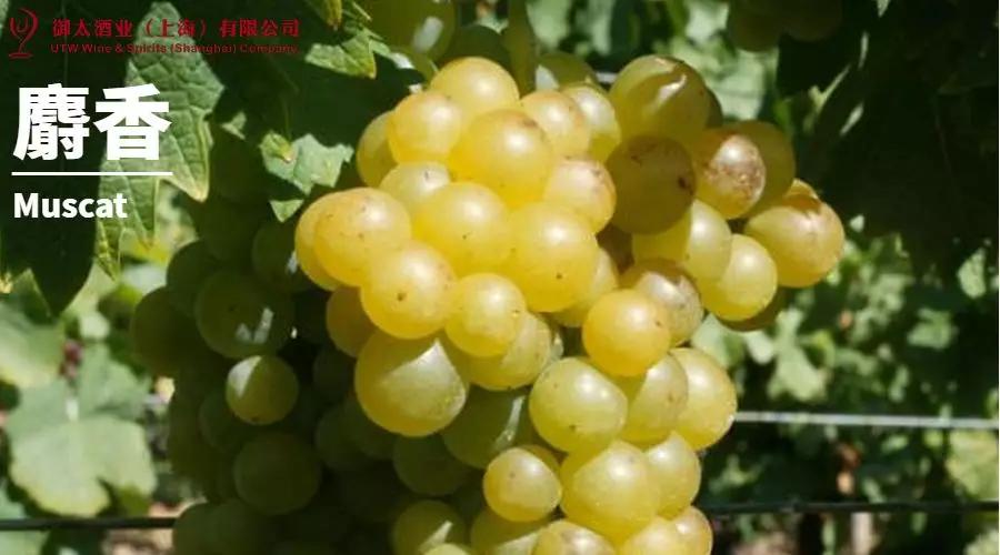 世界葡萄品种最甜十大排名榜,世界十大葡萄酒葡萄品种介绍