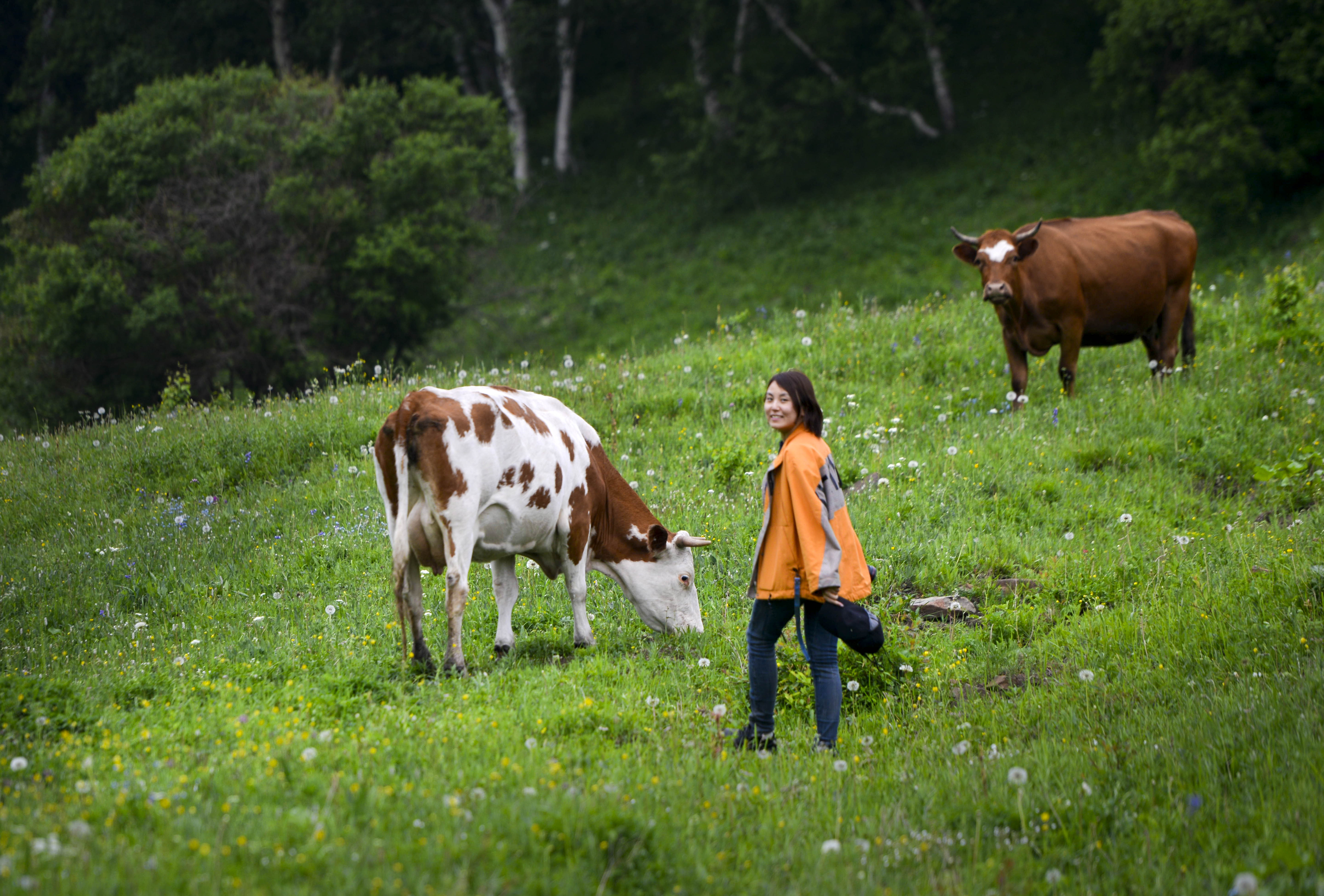 坝上草原照片高清图片,坝上草原风景图100张