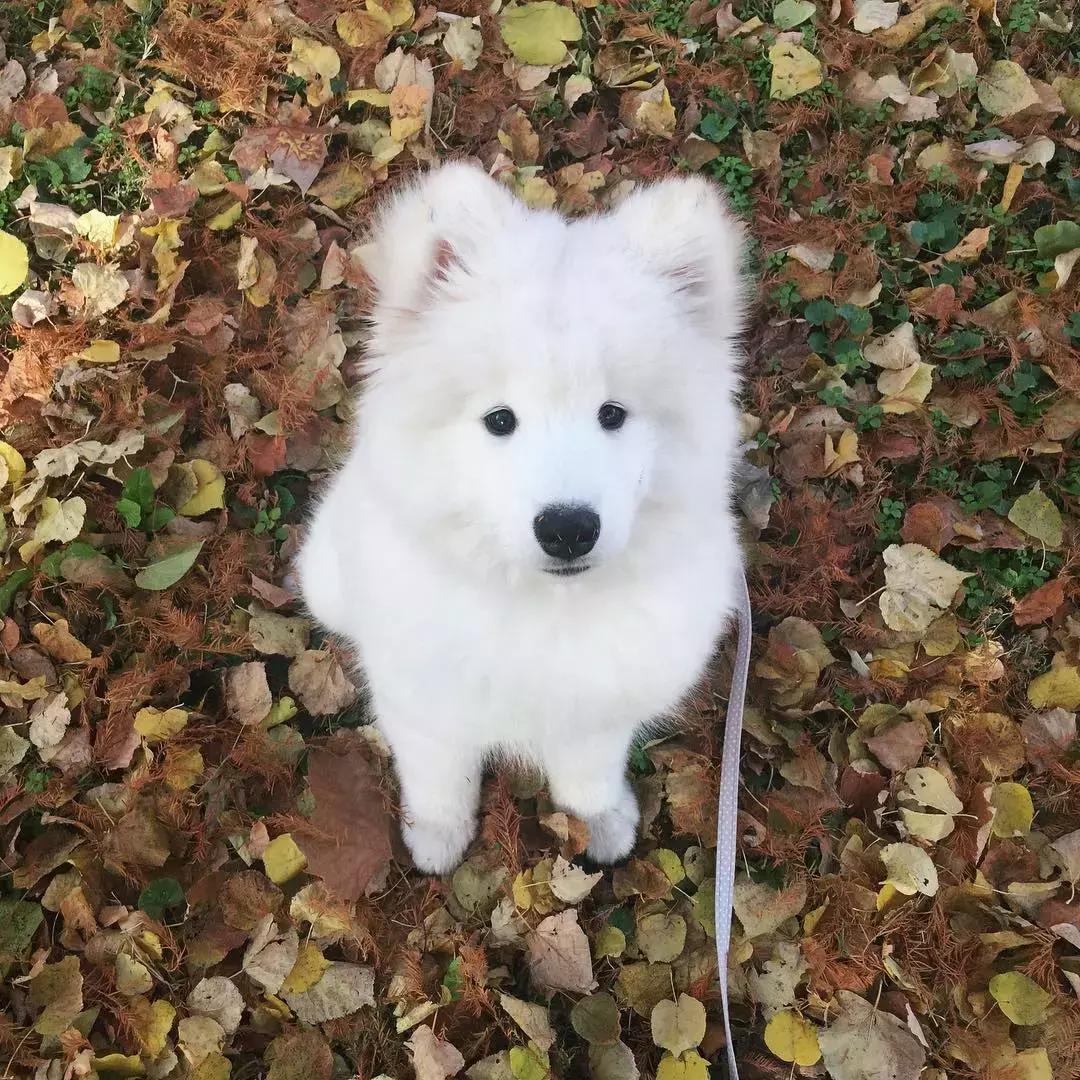 萨摩耶犬的5大特征,萨摩耶犬的特点是什么