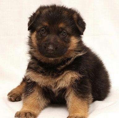 德牧幼犬定点训练大小便,训练德牧犬简单方法