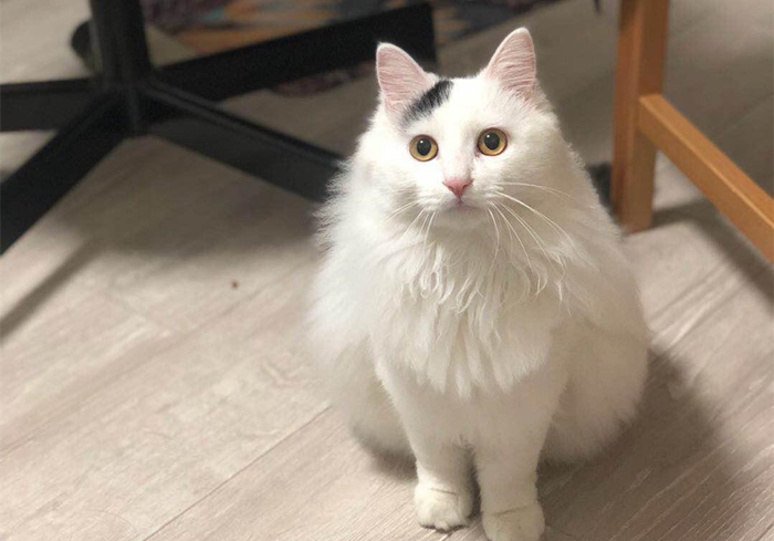 猫咪乱拉乱尿是报复主人吗,猫咪报复性乱尿的症状