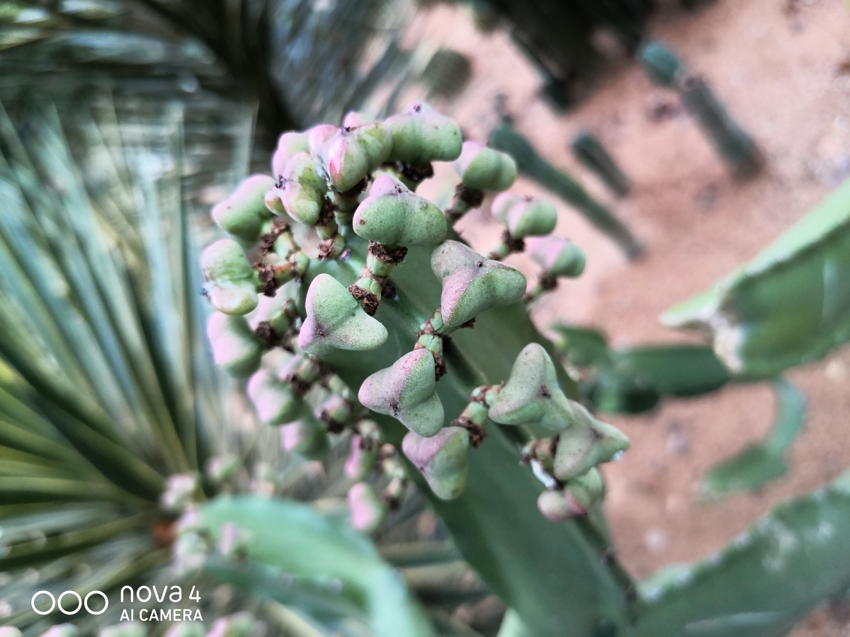 华为nova4最好用的10.0版本,华为nova4有望升级4.0吗