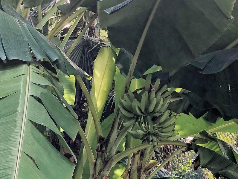 香蕉最低多少度会受冻,广西南宁香蕉受冻最新情况