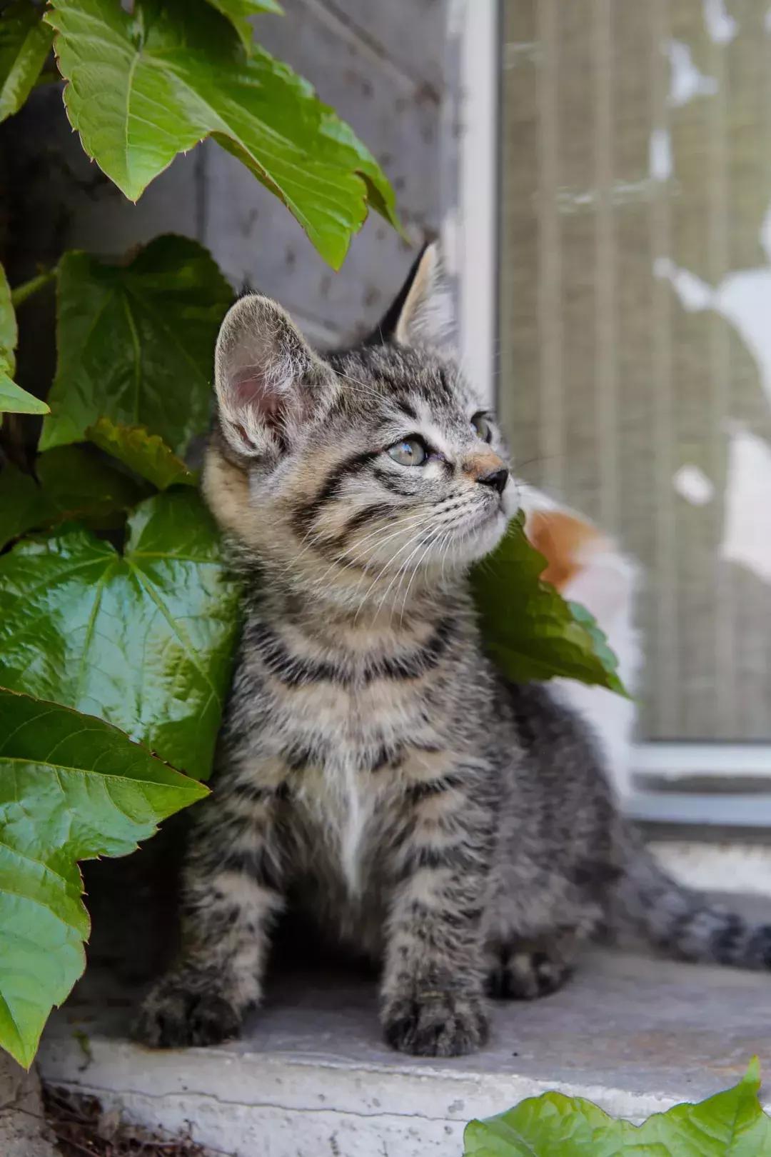 上次没领到猫的亲们，第二波小盆友来啦