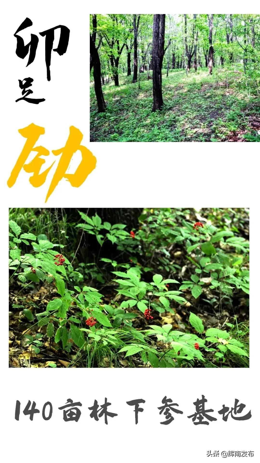 双龙村水田,辉南镇双龙村篮球赛