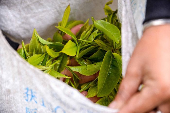 云南普洱茶山制茶全实录,云南古茶制茶方法有哪些