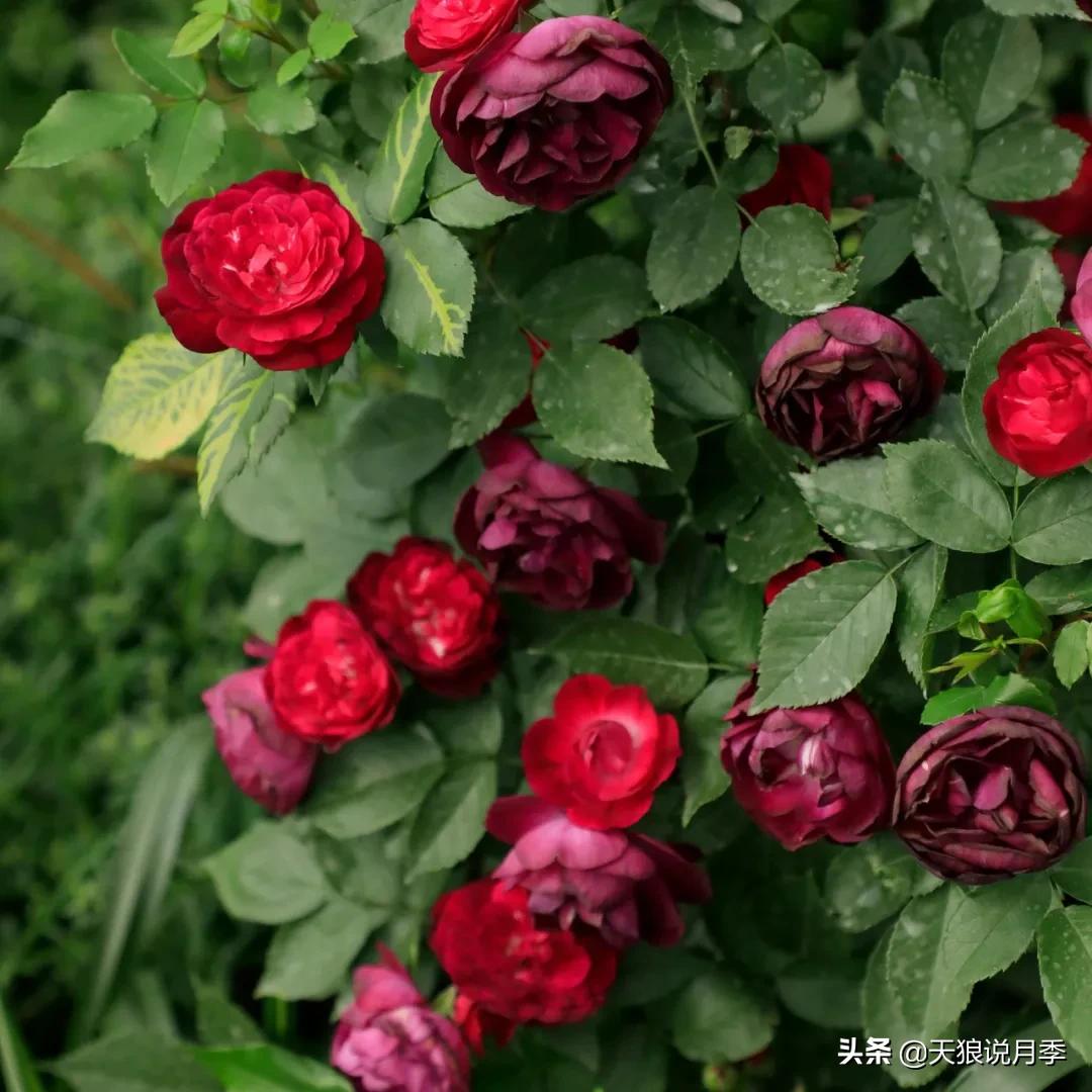 不容易，天狼自育终于打折了！空蒙只要50不到！