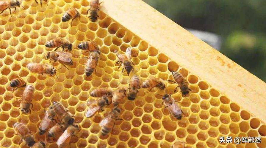 合成蜂蜜骗局,养蜂人如何将蜂蜜造假