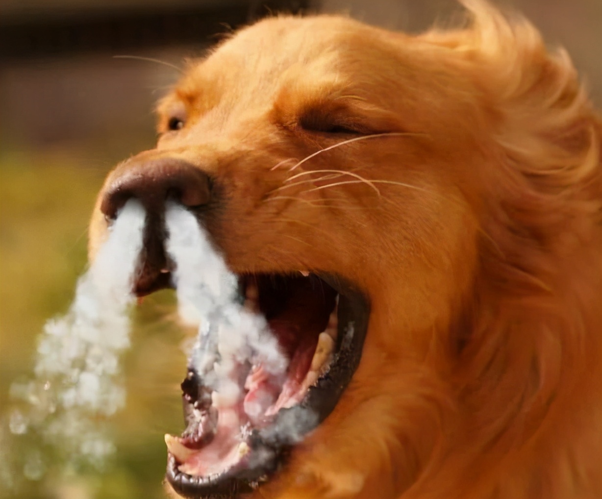 金毛吃醋护主,金毛跟兔子吃醋表现怎么样