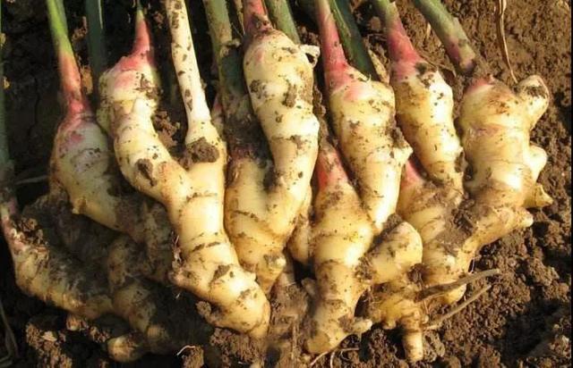 生姜盆景怎么种植,生姜盆景种植方法