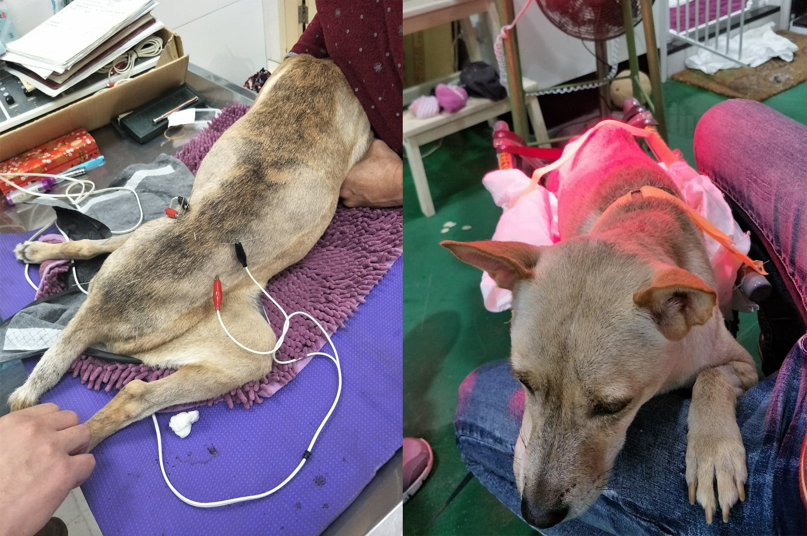 狗狗车祸骨头没断但是不能直立,狗狗脊椎受损瘫痪恢复几率