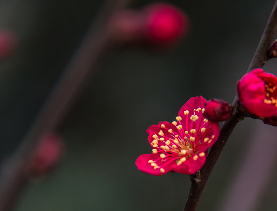 梅开一度和梅开二度什么梗,梅开二度深度解释