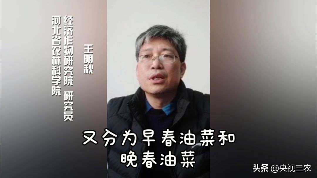 种油菜要选地合理,种油菜怎么种